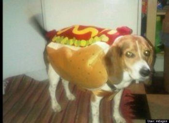 12 errores que cometes al comprarle un juguete a tu perro