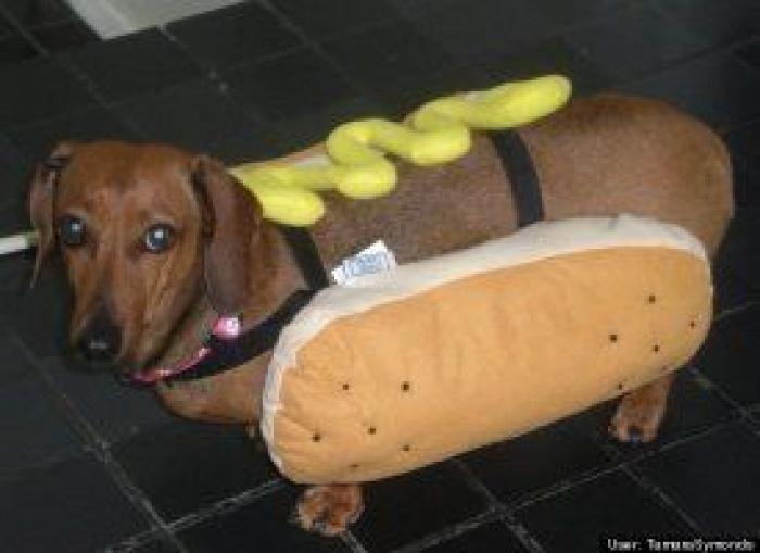 12 errores que cometes al comprarle un juguete a tu perro