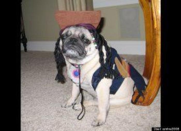 12 errores que cometes al comprarle un juguete a tu perro