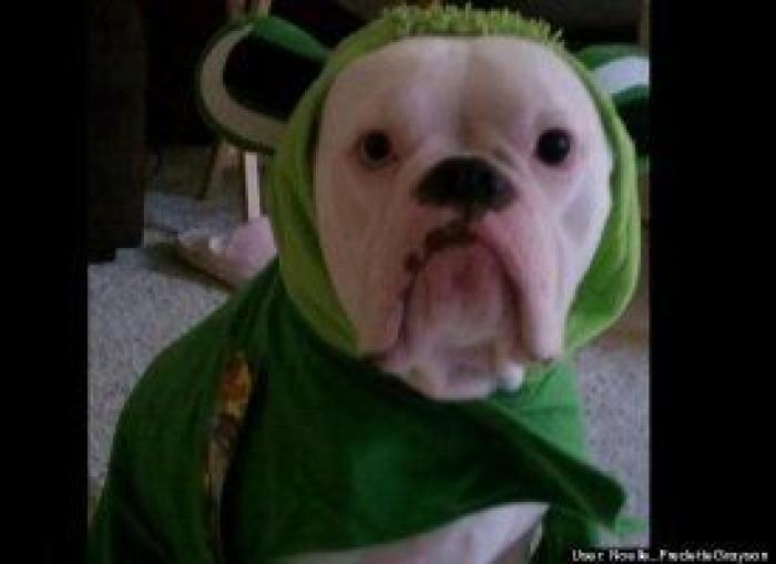 12 errores que cometes al comprarle un juguete a tu perro