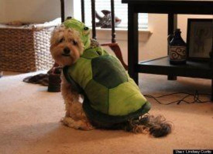 12 errores que cometes al comprarle un juguete a tu perro