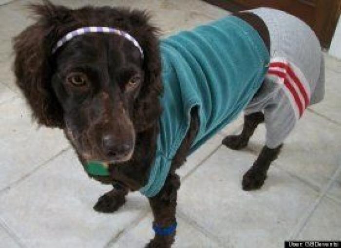 12 errores que cometes al comprarle un juguete a tu perro