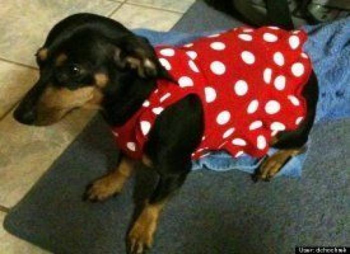 12 errores que cometes al comprarle un juguete a tu perro