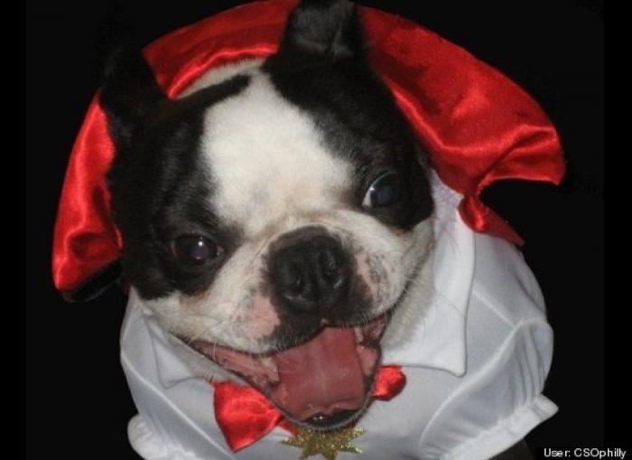 12 errores que cometes al comprarle un juguete a tu perro