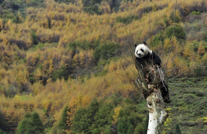Vuelta a casa de osos panda: regreso cuatro años después de un terremoto (FOTOS, VÍDEO)