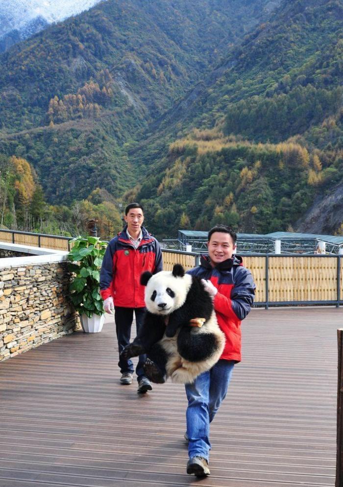 Vuelta a casa de osos panda: regreso cuatro años después de un terremoto (FOTOS, VÍDEO)