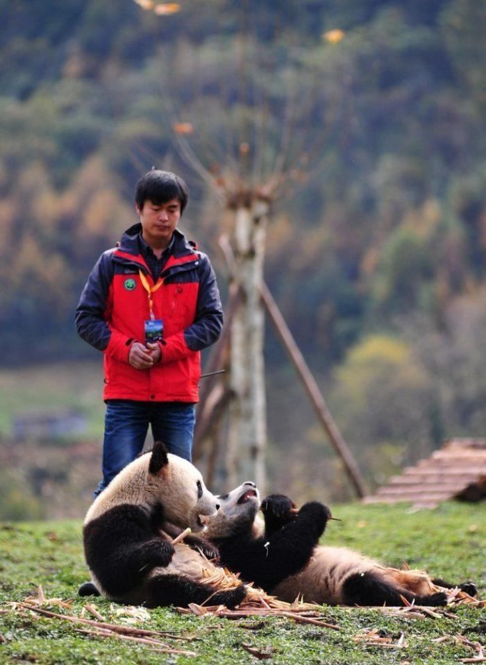 Vuelta a casa de osos panda: regreso cuatro años después de un terremoto (FOTOS, VÍDEO)