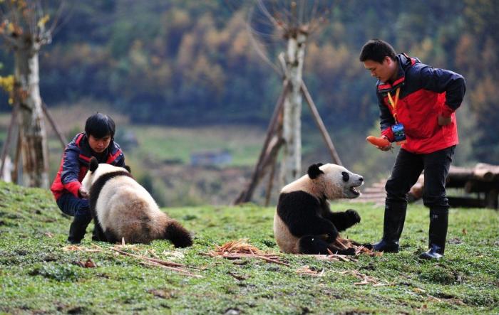 Vuelta a casa de osos panda: regreso cuatro años después de un terremoto (FOTOS, VÍDEO)