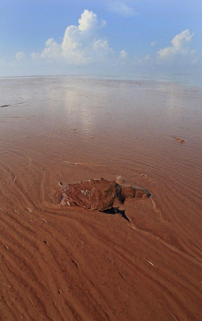 Vertido en el Golfo de México: 11 fotos para recordar la tragedia por la que BP acepta una multa récord