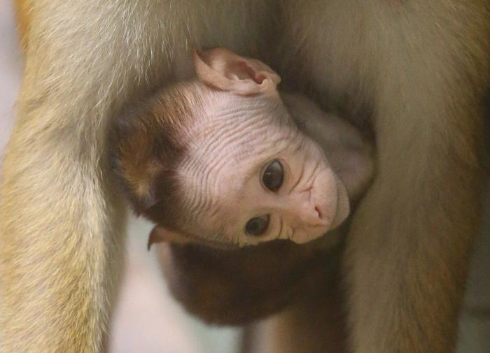 Bichinos de la semana: bebés monos muuuuuuuuuuy monos (FOTOS)