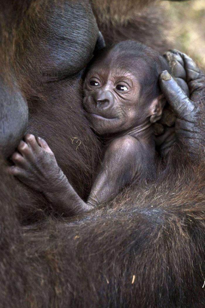 Bichinos de la semana: bebés monos muuuuuuuuuuy monos (FOTOS)