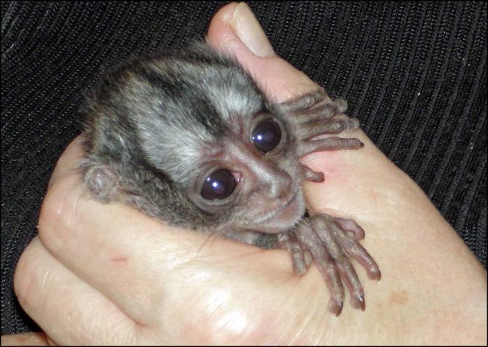 Bichinos de la semana: bebés monos muuuuuuuuuuy monos (FOTOS)