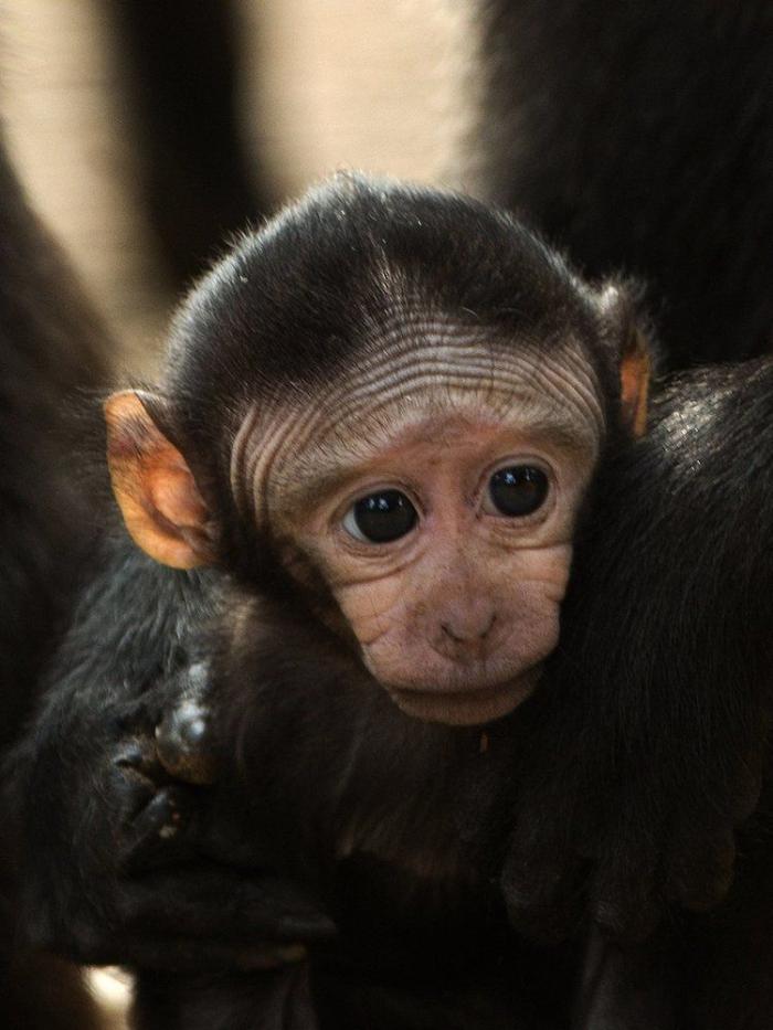 Bichinos de la semana: bebés monos muuuuuuuuuuy monos (FOTOS)