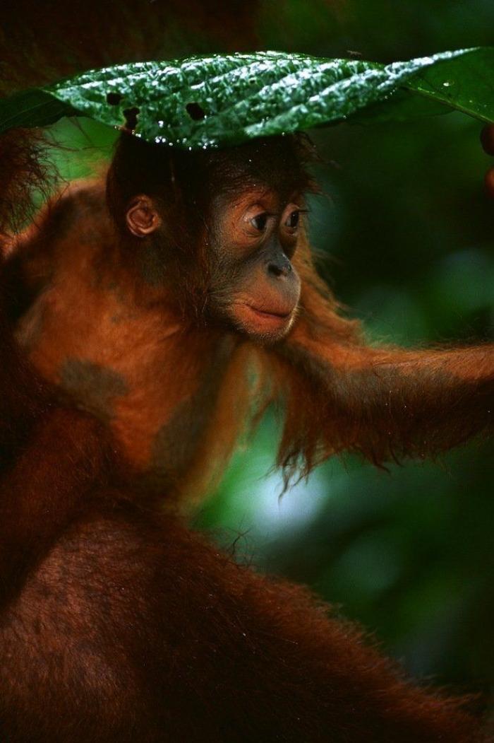 Bichinos de la semana: bebés monos muuuuuuuuuuy monos (FOTOS)