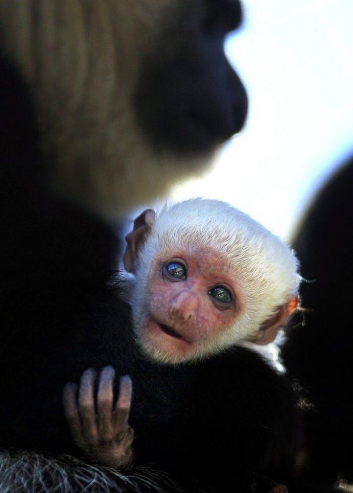 Bichinos de la semana: bebés monos muuuuuuuuuuy monos (FOTOS)