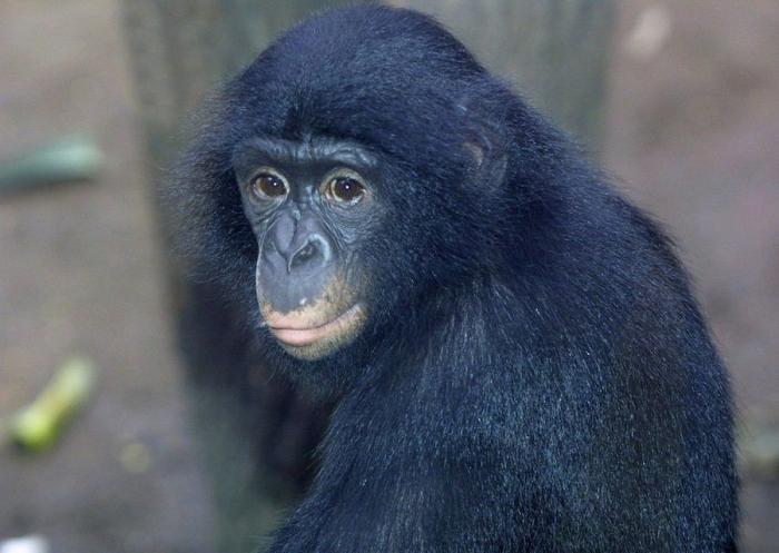 Bichinos de la semana: bebés monos muuuuuuuuuuy monos (FOTOS)