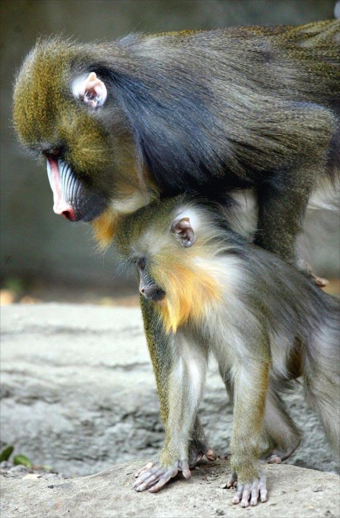 Bichinos de la semana: bebés monos muuuuuuuuuuy monos (FOTOS)