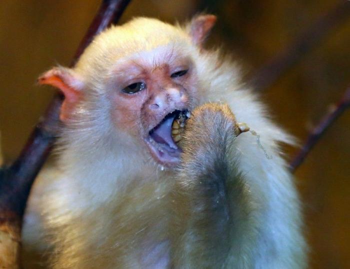 Bichinos de la semana: bebés monos muuuuuuuuuuy monos (FOTOS)