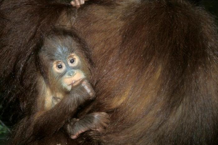 Bichinos de la semana: bebés monos muuuuuuuuuuy monos (FOTOS)