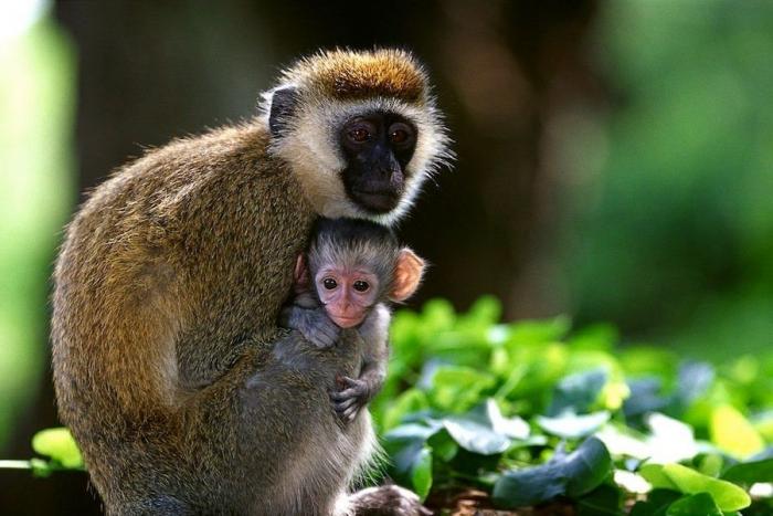 Bichinos de la semana: bebés monos muuuuuuuuuuy monos (FOTOS)