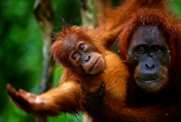 Bichinos de la semana: bebés monos muuuuuuuuuuy monos (FOTOS)