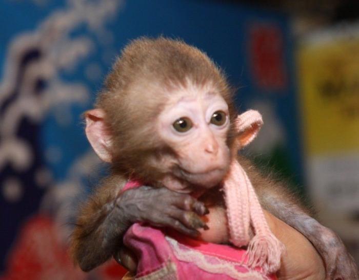 Bichinos de la semana: bebés monos muuuuuuuuuuy monos (FOTOS)
