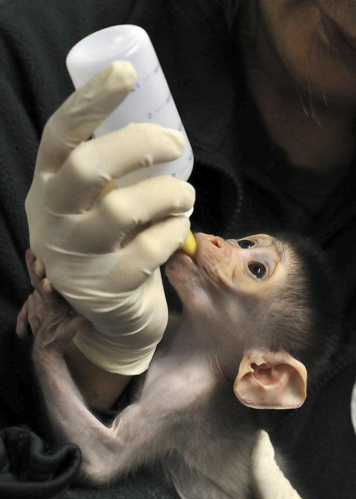 Bichinos de la semana: bebés monos muuuuuuuuuuy monos (FOTOS)