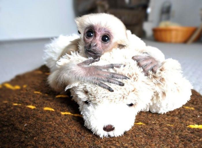 Bichinos de la semana: bebés monos muuuuuuuuuuy monos (FOTOS)