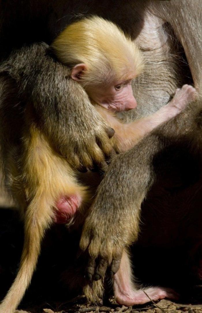 Bichinos de la semana: bebés monos muuuuuuuuuuy monos (FOTOS)