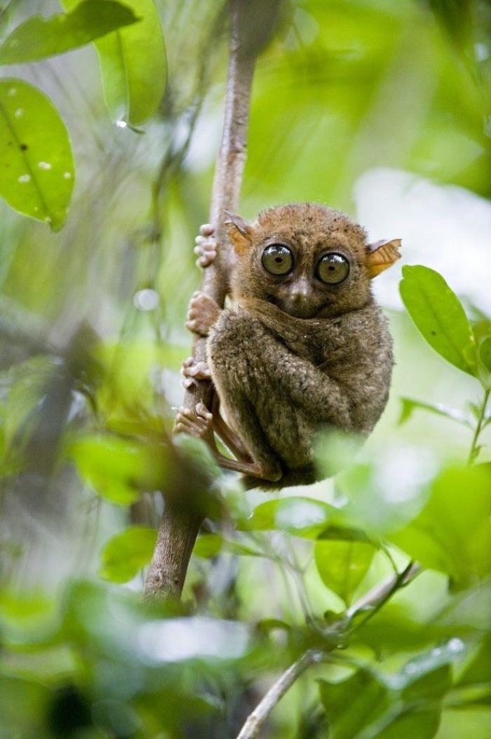 Bichinos de la semana: bebés monos muuuuuuuuuuy monos (FOTOS)