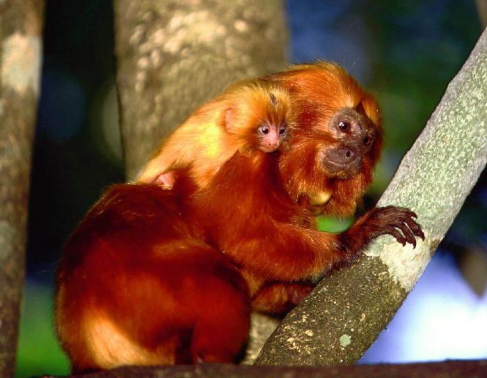 Bichinos de la semana: bebés monos muuuuuuuuuuy monos (FOTOS)