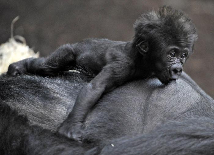 Bichinos de la semana: bebés monos muuuuuuuuuuy monos (FOTOS)