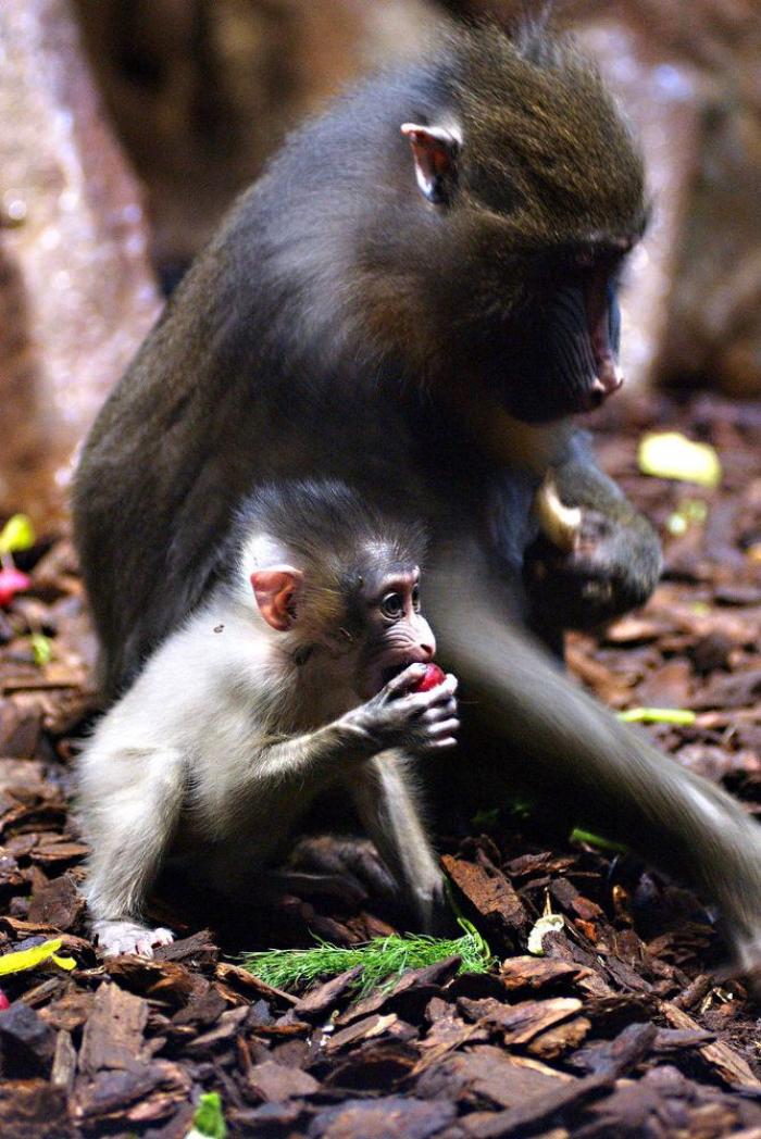 Bichinos de la semana: bebés monos muuuuuuuuuuy monos (FOTOS)