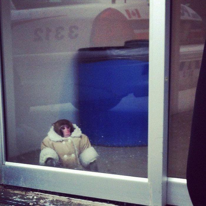 El mono que fue a Ikea con un abrigo: el desconcertante #ikeamonkey que triunfa en las redes sociales (FOTOS)