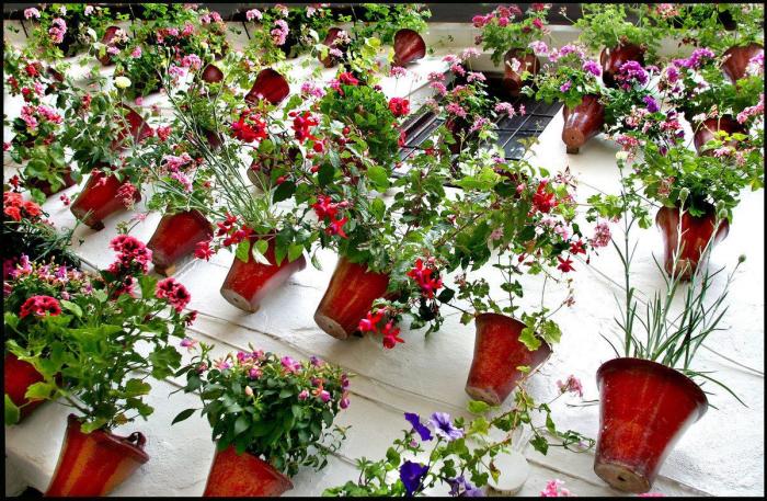 La humanidad en los patios cordobeses