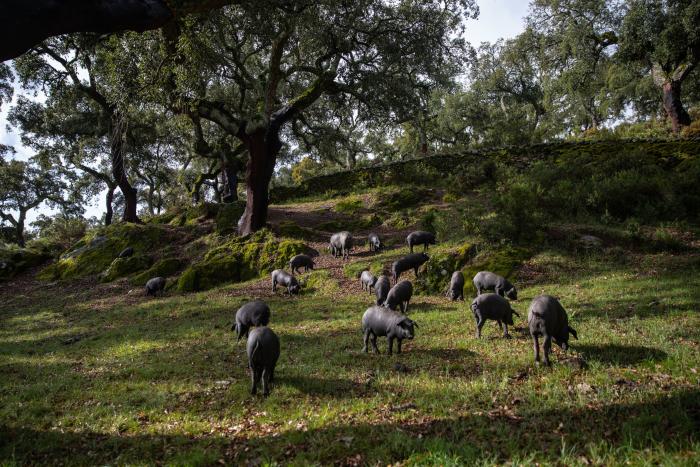'The Guardian' llama "ignorante" a Pedro Sánchez por este error durante un acto