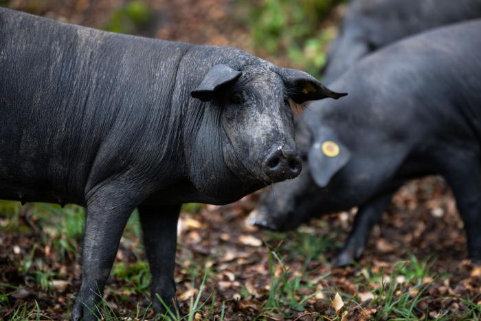 'The Guardian' llama "ignorante" a Pedro Sánchez por este error durante un acto