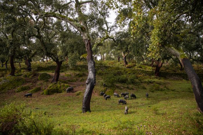 'The Guardian' llama "ignorante" a Pedro Sánchez por este error durante un acto