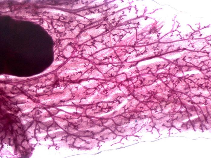 Fotografías de ciencia: la imágenes de la investigación del Cáncer del CNIO (FOTOS)