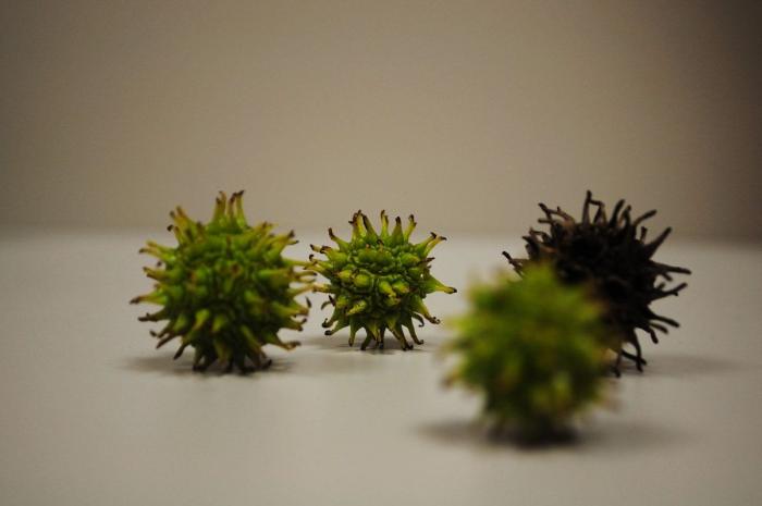 Fotografías de ciencia: la imágenes de la investigación del Cáncer del CNIO (FOTOS)