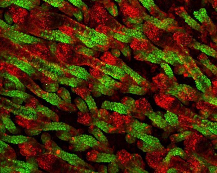 Fotografías de ciencia: la imágenes de la investigación del Cáncer del CNIO (FOTOS)