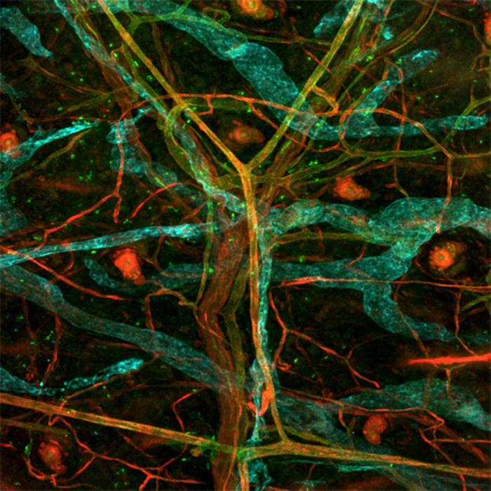 Fotografías de ciencia: la imágenes de la investigación del Cáncer del CNIO (FOTOS)