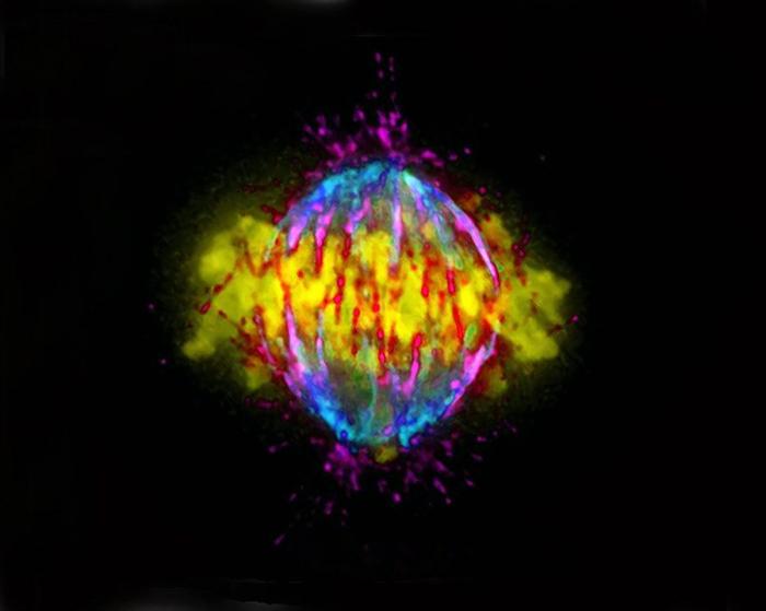 Fotografías de ciencia: la imágenes de la investigación del Cáncer del CNIO (FOTOS)