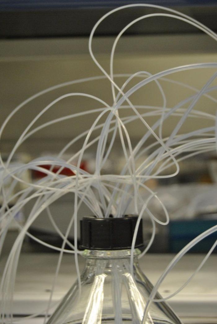 Fotografías de ciencia: la imágenes de la investigación del Cáncer del CNIO (FOTOS)