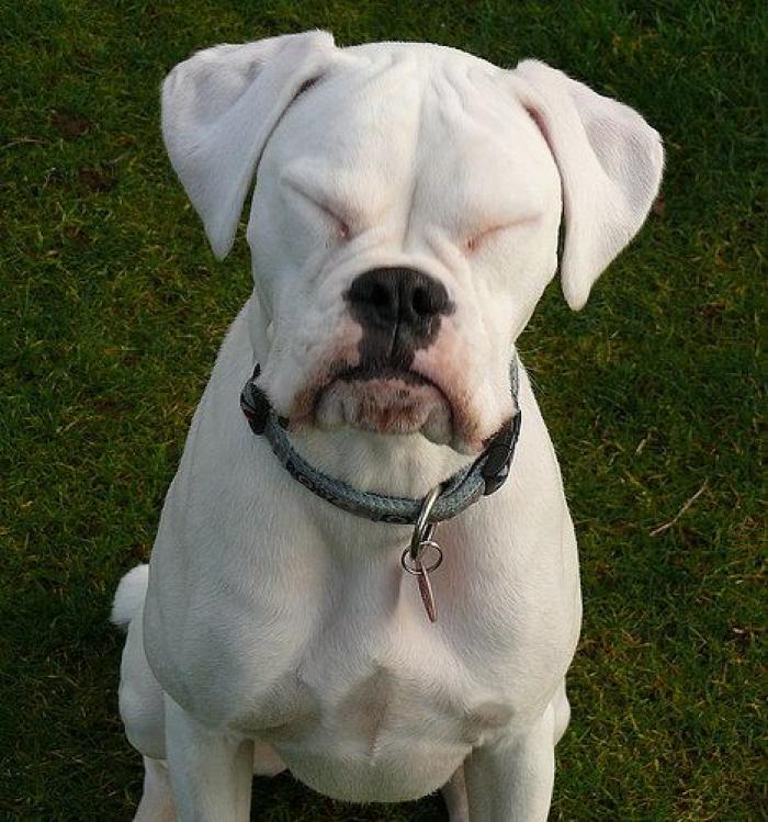 Piensa que su gata estaba muerta y lo que ve cuando mira bien hace historia en Twitter