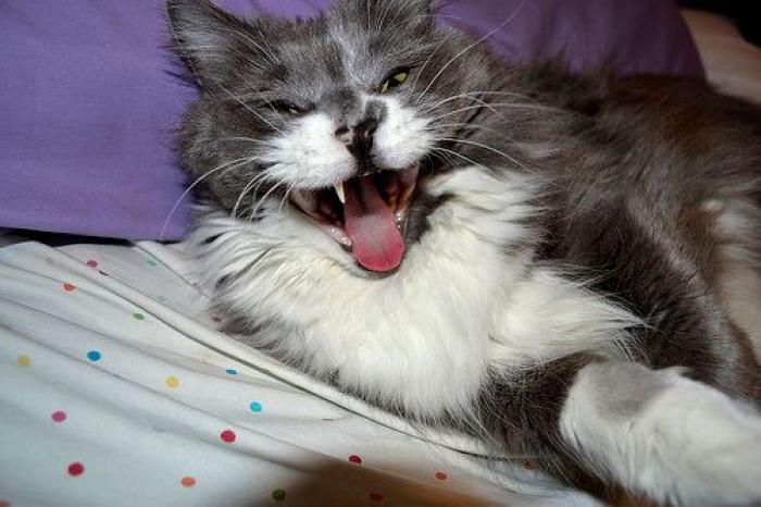 Piensa que su gata estaba muerta y lo que ve cuando mira bien hace historia en Twitter