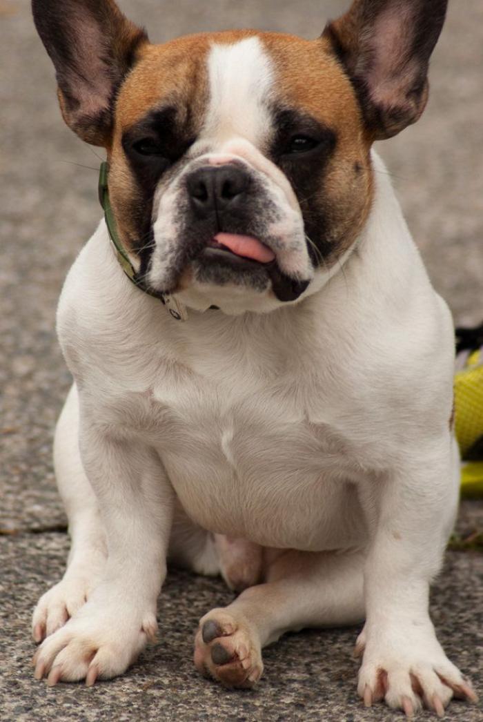 Piensa que su gata estaba muerta y lo que ve cuando mira bien hace historia en Twitter