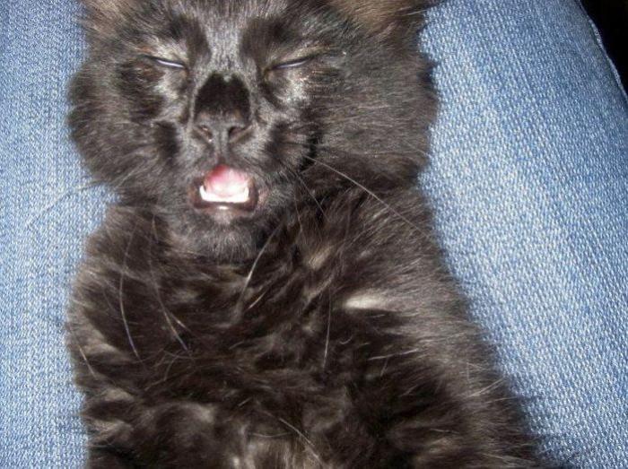 Piensa que su gata estaba muerta y lo que ve cuando mira bien hace historia en Twitter