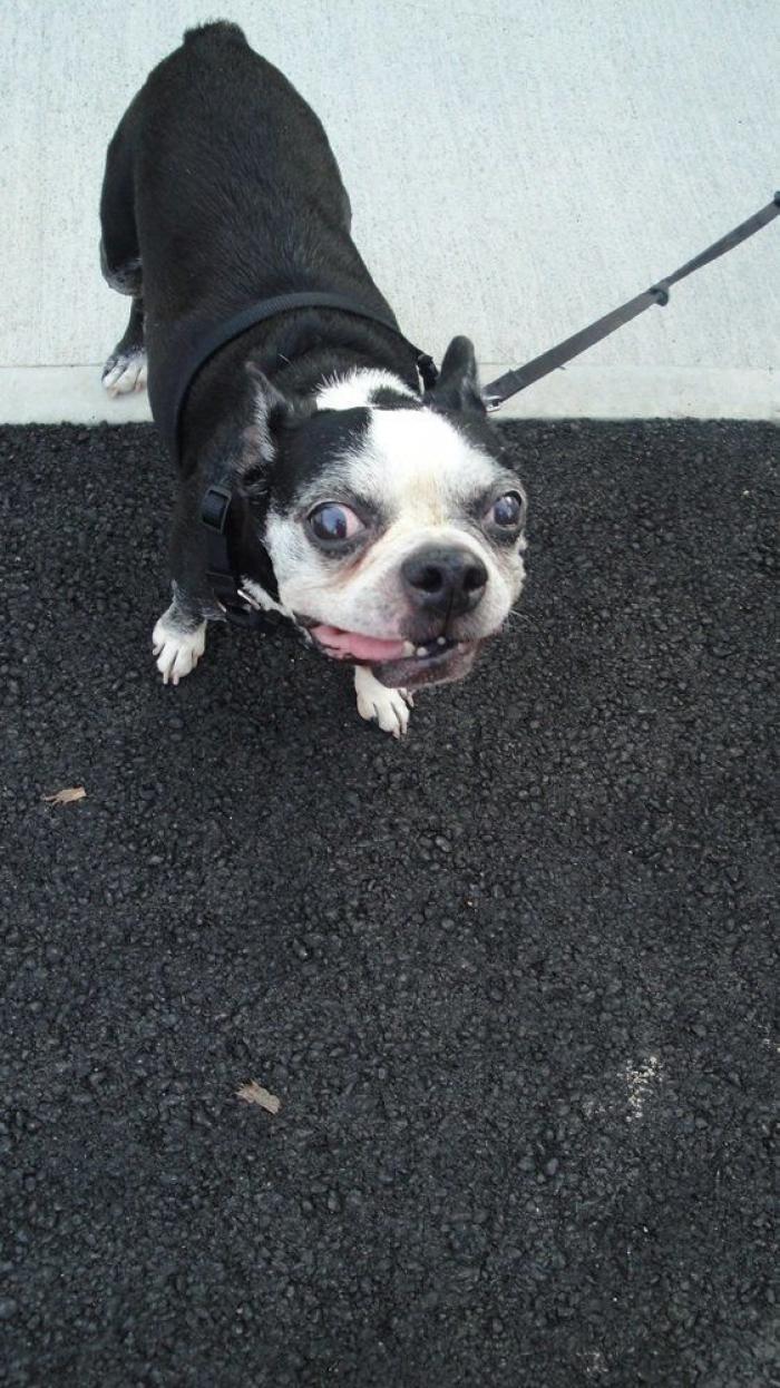 Piensa que su gata estaba muerta y lo que ve cuando mira bien hace historia en Twitter