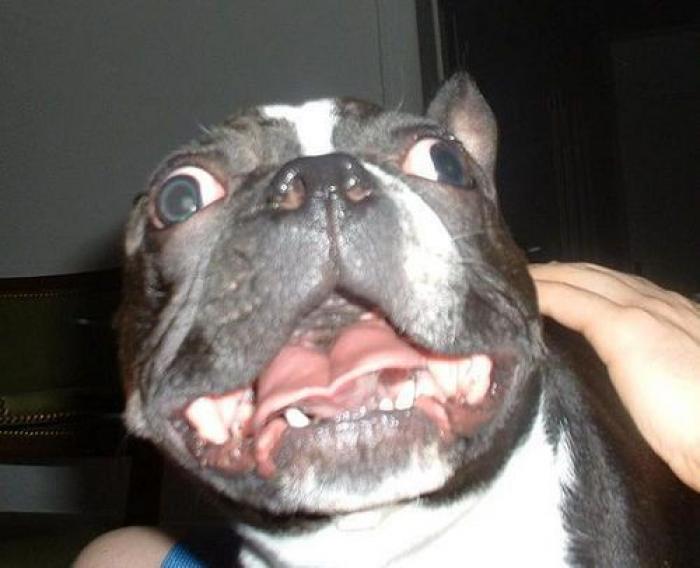 Piensa que su gata estaba muerta y lo que ve cuando mira bien hace historia en Twitter